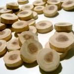 Cedar Wood Tree Branch Slic..