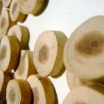 Cedar Wood Tree Branch Slic..