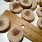 Cedar Wood Tree Branch Slic..